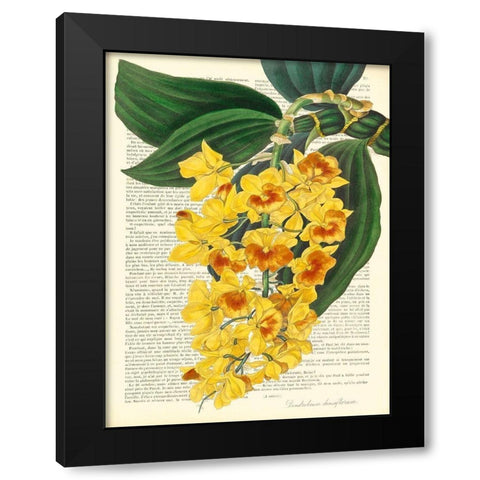 Vintage Botany III Black Modern Wood Framed Art Print with Double Matting by Dellal, Remy