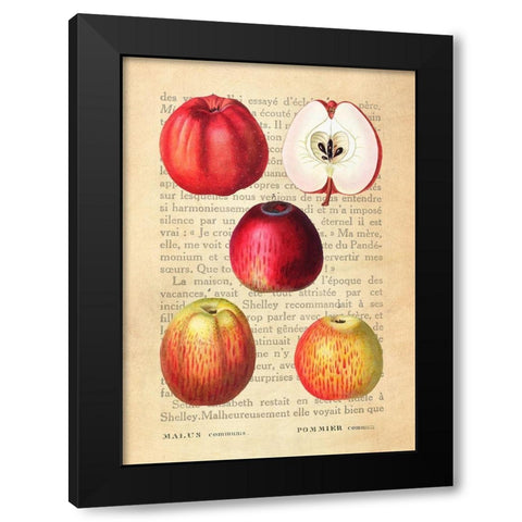 Apple- After Redoute Black Modern Wood Framed Art Print by Dellal, Remy