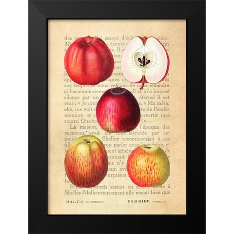 Apple- After Redoute Black Modern Wood Framed Art Print by Dellal, Remy