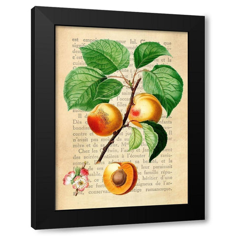 Apricot- After Redoute Black Modern Wood Framed Art Print by Dellal, Remy