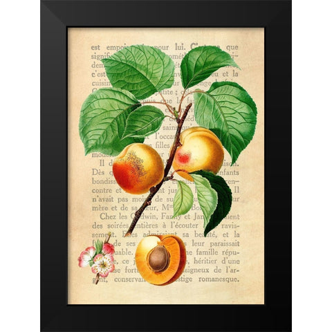 Apricot- After Redoute Black Modern Wood Framed Art Print by Dellal, Remy