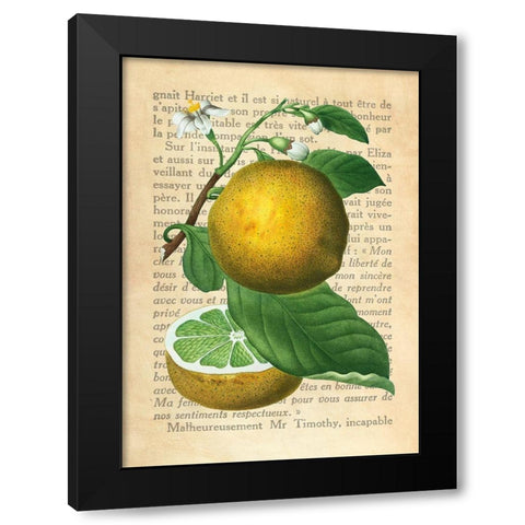 Grapefruit- After Redoute Black Modern Wood Framed Art Print with Double Matting by Dellal, Remy