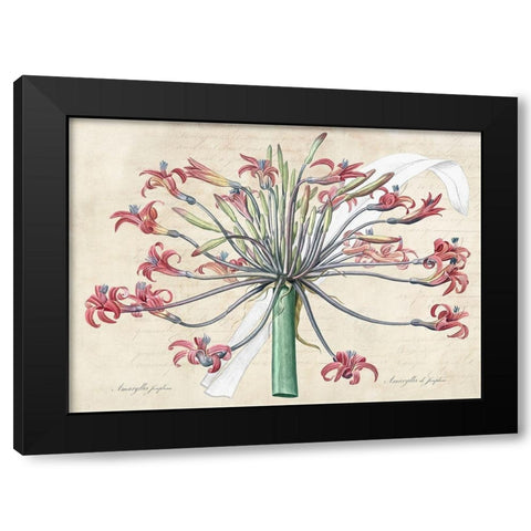 Josephines lily- After Redoute Black Modern Wood Framed Art Print with Double Matting by Dellal, Remy