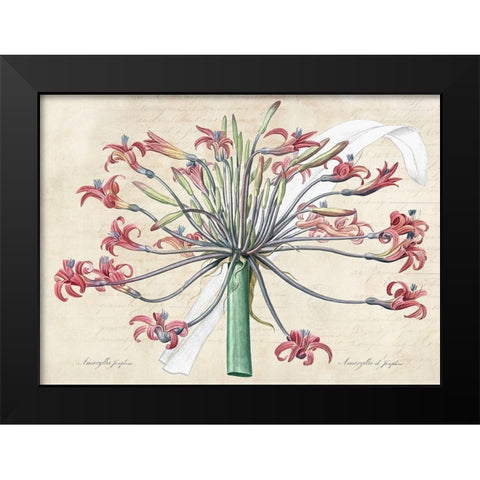 Josephines lily- After Redoute Black Modern Wood Framed Art Print by Dellal, Remy