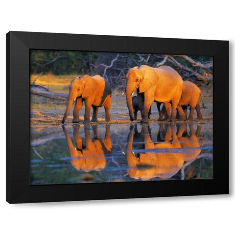 African elephants, Okavango, Botswana Black Modern Wood Framed Art Print with Double Matting by Krahmer, Frank