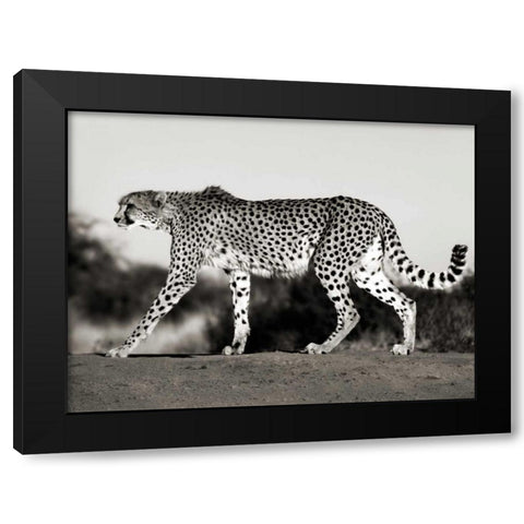 Cheetah, Namibia, Africa Black Modern Wood Framed Art Print by Krahmer, Frank