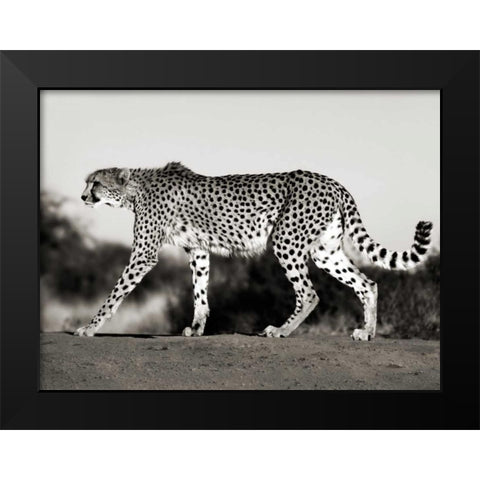 Cheetah, Namibia, Africa Black Modern Wood Framed Art Print by Krahmer, Frank