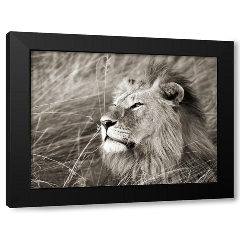 African lion, Masai Mara, Kenya Black Modern Wood Framed Art Print by Krahmer, Frank