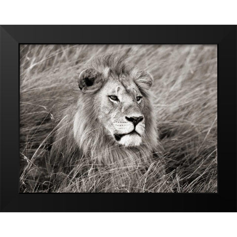 African lion, Masai Mara, Kenya Black Modern Wood Framed Art Print by Krahmer, Frank