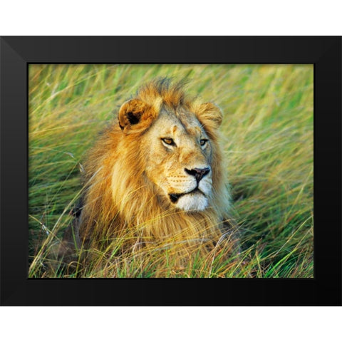 African lion, Masai Mara, Kenya Black Modern Wood Framed Art Print by Krahmer, Frank
