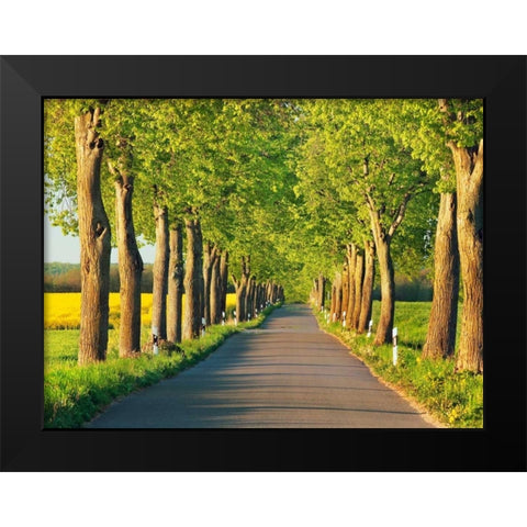 Lime tree alley, Mecklenburg Lake District, Germany Black Modern Wood Framed Art Print by Krahmer, Frank