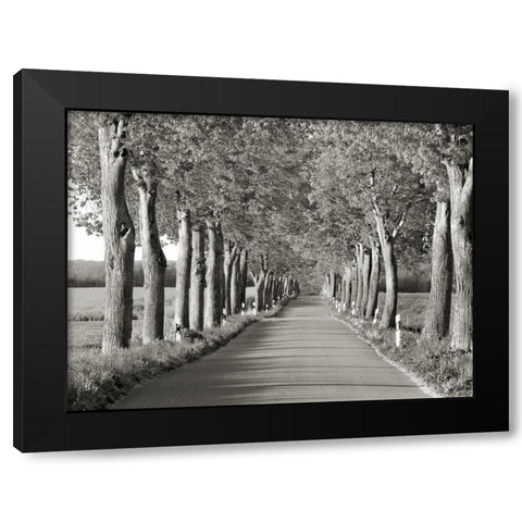 Lime tree alley, Mecklenburg Lake District, Germany Black Modern Wood Framed Art Print by Krahmer, Frank