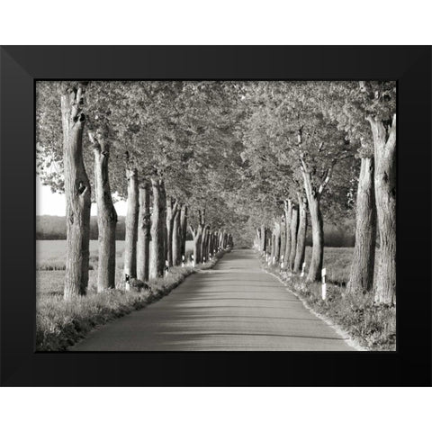 Lime tree alley, Mecklenburg Lake District, Germany Black Modern Wood Framed Art Print by Krahmer, Frank