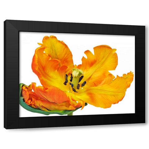 Parrot tulip close-up Black Modern Wood Framed Art Print with Double Matting by Krahmer, Frank