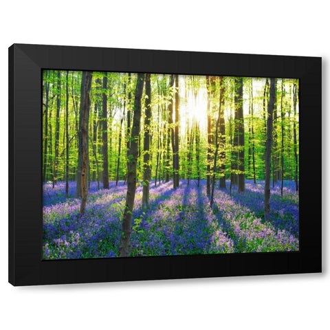Beech forest with bluebells, Belgium Black Modern Wood Framed Art Print by Krahmer, Frank