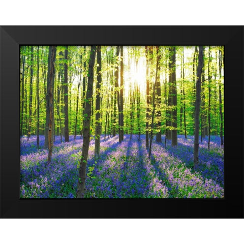 Beech forest with bluebells, Belgium Black Modern Wood Framed Art Print by Krahmer, Frank