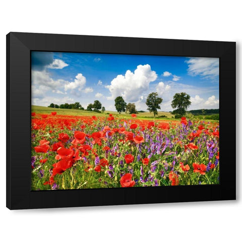 Poppies and vicias in meadow, Mecklenburg Lake District, Germany Black Modern Wood Framed Art Print by Krahmer, Frank