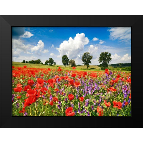 Poppies and vicias in meadow, Mecklenburg Lake District, Germany Black Modern Wood Framed Art Print by Krahmer, Frank