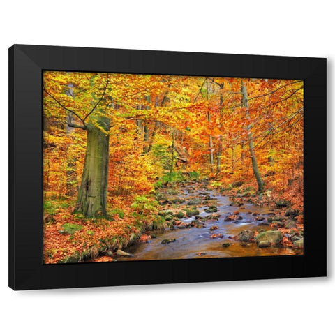 Beech forest in autumn, Ilse Valley, Germany Black Modern Wood Framed Art Print by Krahmer, Frank