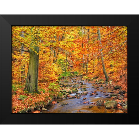 Beech forest in autumn, Ilse Valley, Germany Black Modern Wood Framed Art Print by Krahmer, Frank
