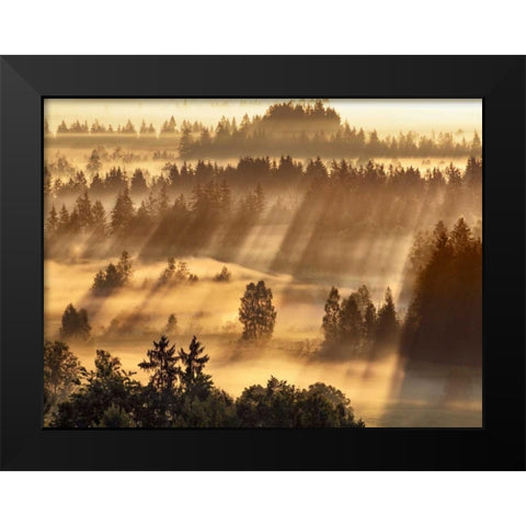 Fog impression at Sindelbachfilz, Bavaria, Germany Black Modern Wood Framed Art Print by Krahmer, Frank