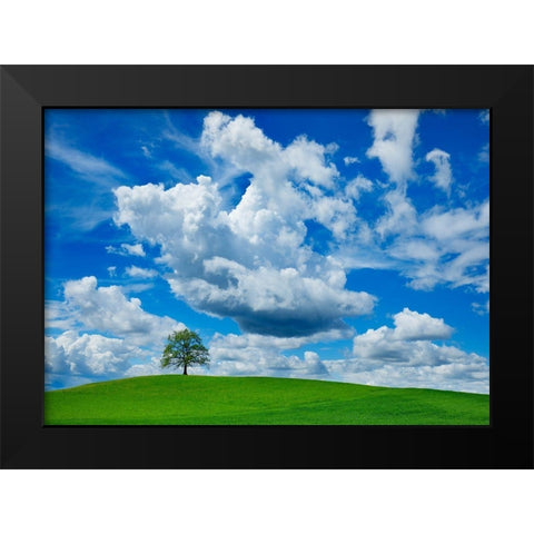 Oak and clouds, Bavaria, Germany Black Modern Wood Framed Art Print by Frank, Krahmer