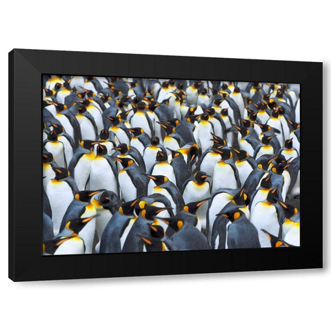 King penguin colony- Antarctica Black Modern Wood Framed Art Print with Double Matting by Krahmer, Frank