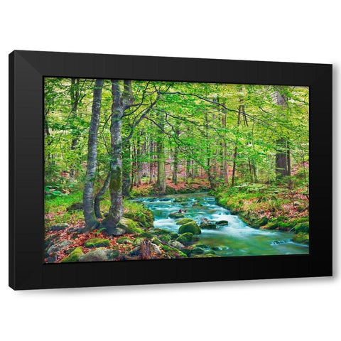 Forest brook through beech forest- Bavaria- Germany Black Modern Wood Framed Art Print with Double Matting by Krahmer, Frank