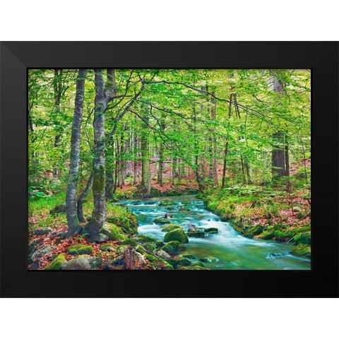 Forest brook through beech forest- Bavaria- Germany Black Modern Wood Framed Art Print by Krahmer, Frank