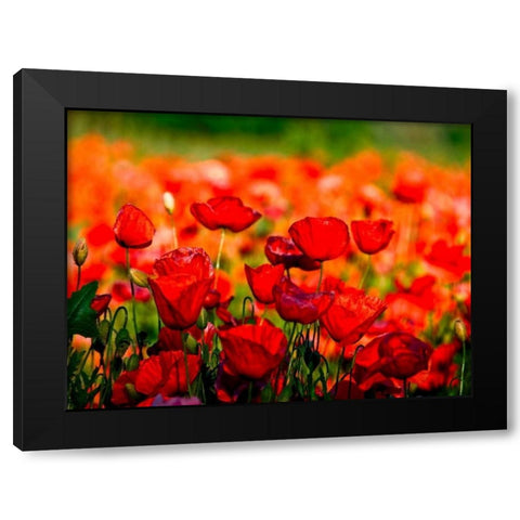 Dominante rossa Black Modern Wood Framed Art Print with Double Matting by Ferrua, Fulvio