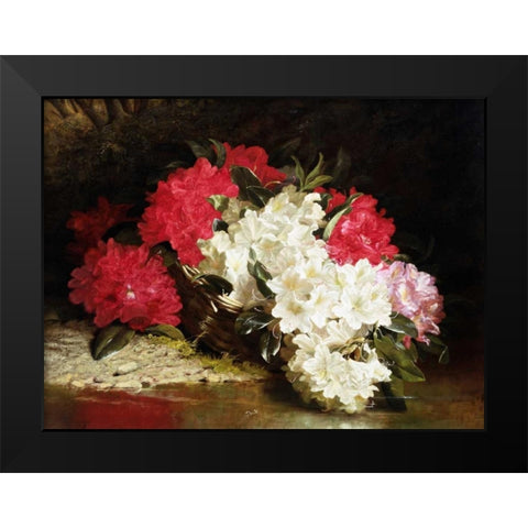 Azaleas Black Modern Wood Framed Art Print by Fitz Marshall, John