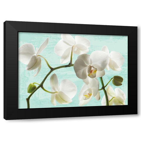 Celadon Orchids Black Modern Wood Framed Art Print by Jenny, Thomlinson