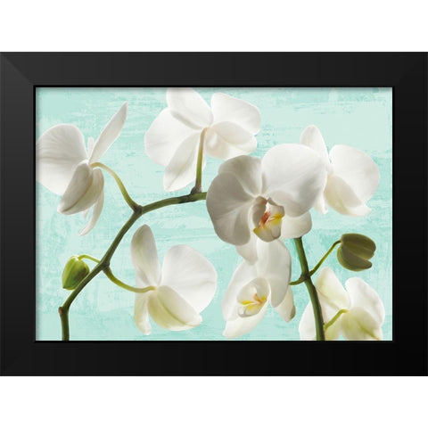 Celadon Orchids Black Modern Wood Framed Art Print by Jenny, Thomlinson