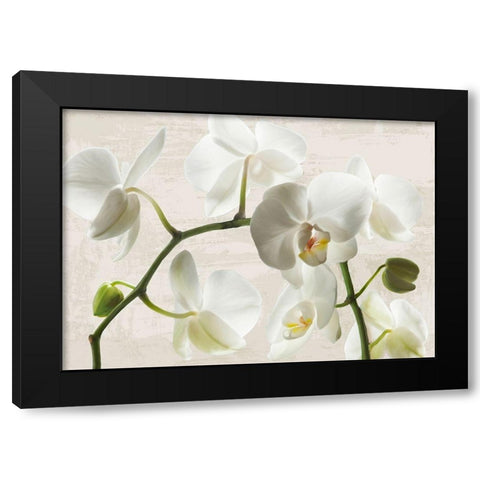 Ivory Orchids Black Modern Wood Framed Art Print by Jenny, Thomlinson