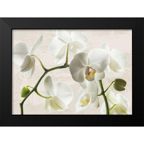 Ivory Orchids Black Modern Wood Framed Art Print by Jenny, Thomlinson