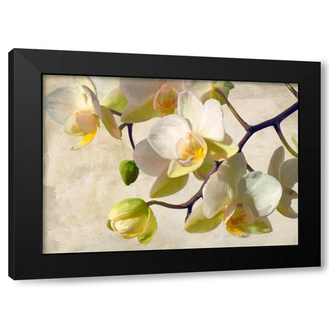 Orchid in the sun Black Modern Wood Framed Art Print with Double Matting by Villa, Luca
