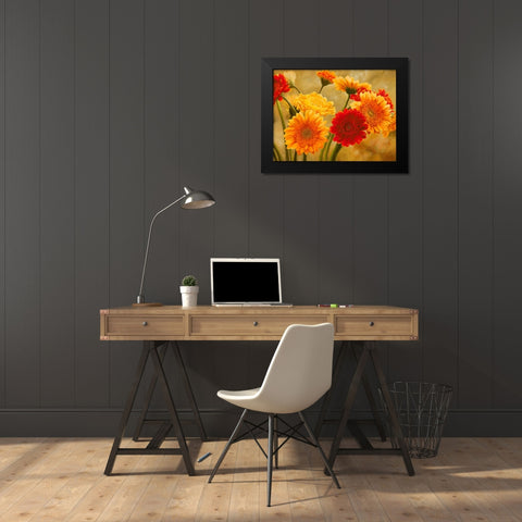 Gerbere nel sole Black Modern Wood Framed Art Print by Biffi, Serena