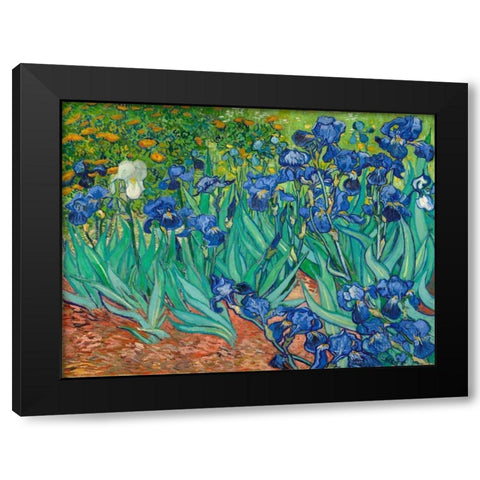 Irises Black Modern Wood Framed Art Print with Double Matting by Van Gogh, Vincent