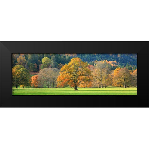 Mixed trees in autumn colour Scotland Black Modern Wood Framed Art Print by Anonymous