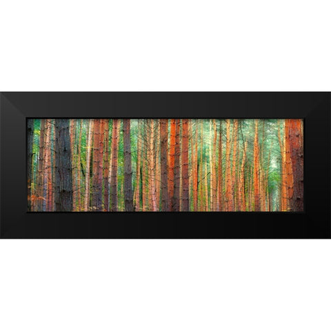 Colors of the Woods Black Modern Wood Framed Art Print by Pangea Images