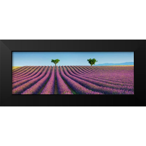 Lavender field, Provence, France Black Modern Wood Framed Art Print by Krahmer, Frank