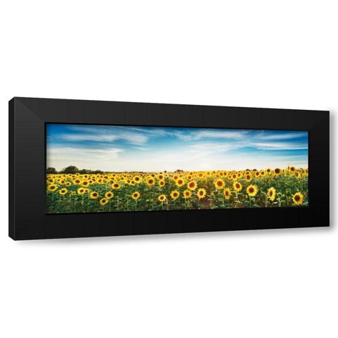 Sunflower field, Plateau Valensole, Provence, France Black Modern Wood Framed Art Print by Krahmer, Frank