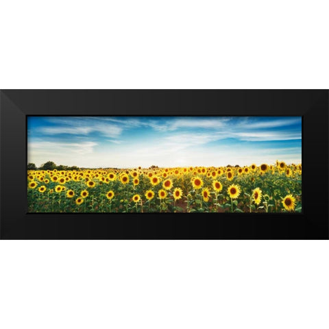 Sunflower field, Plateau Valensole, Provence, France Black Modern Wood Framed Art Print by Krahmer, Frank