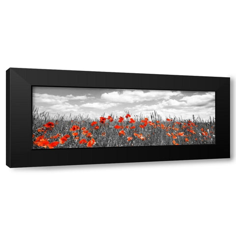 Poppies in corn field, Bavaria, Germany Black Modern Wood Framed Art Print by Krahmer, Frank