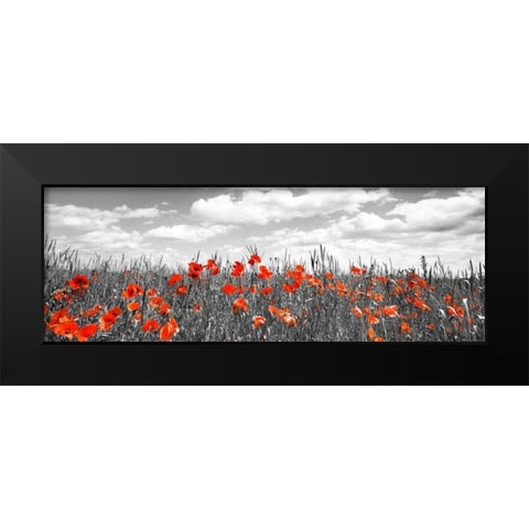 Poppies in corn field, Bavaria, Germany Black Modern Wood Framed Art Print by Krahmer, Frank