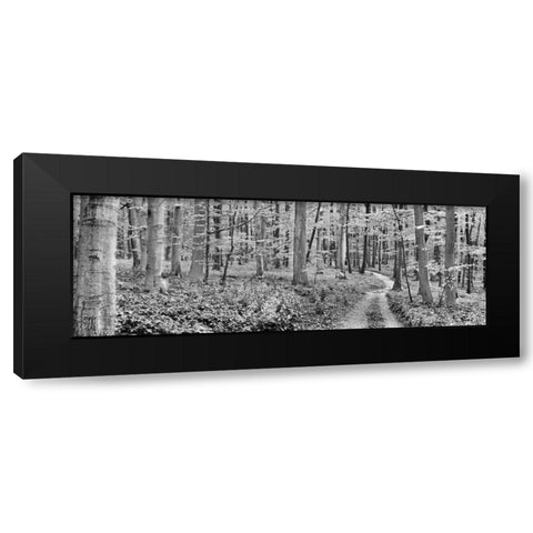 Beech forest, Germany Black Modern Wood Framed Art Print by Krahmer, Frank