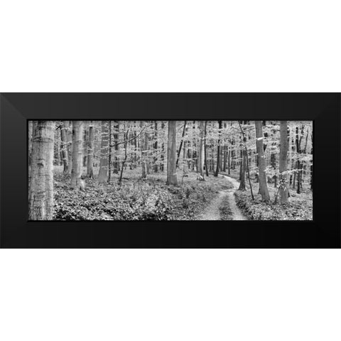 Beech forest, Germany Black Modern Wood Framed Art Print by Krahmer, Frank