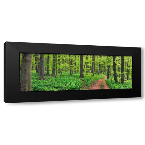 Beech forest, Germany Black Modern Wood Framed Art Print by Krahmer, Frank