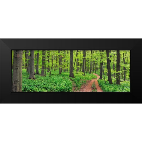 Beech forest, Germany Black Modern Wood Framed Art Print by Krahmer, Frank