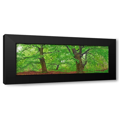 European beech, Kellerwald, Germany Black Modern Wood Framed Art Print by Krahmer, Frank
